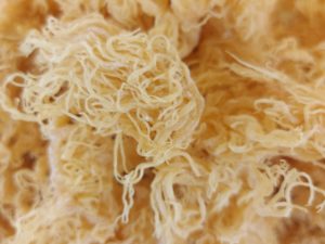 Wholesale Gold Sea Moss 1kg - Eucheuma Cottonii