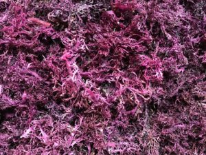 Puple Sea Moss