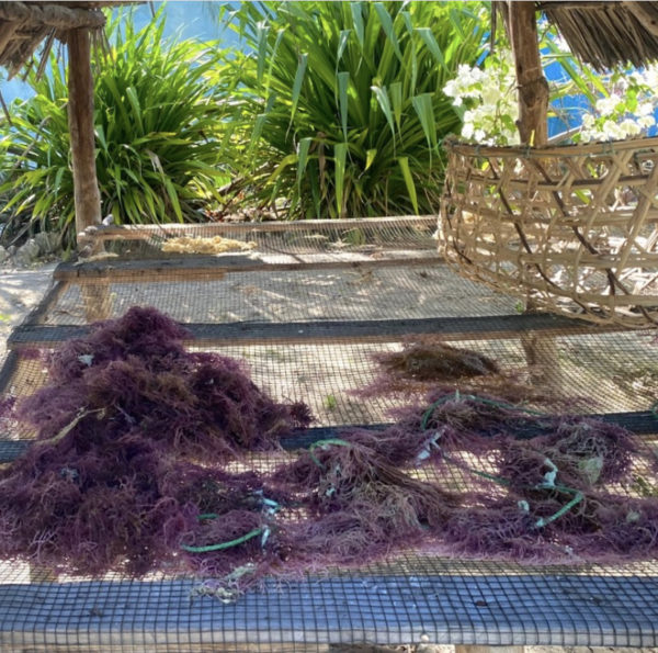 Purple Sea Moss 100g
