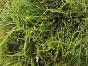 Wholesale Green Sea Moss 1kg