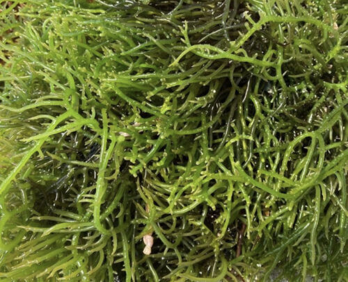 Sea Moss Gel Green (400ml) - Image 2